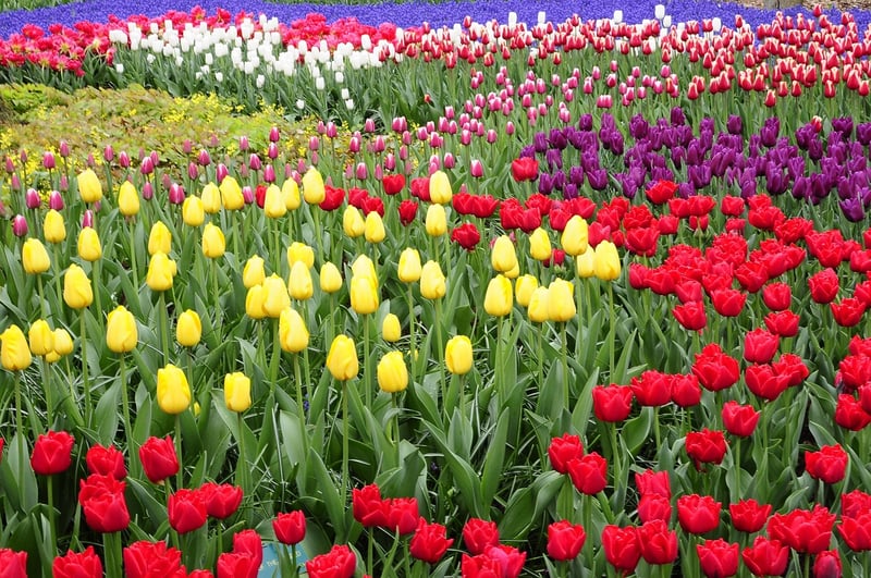 Keukenhof Gardens, Netherlands