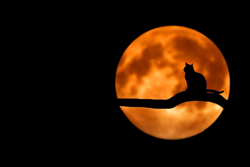 Moonlight Elixir